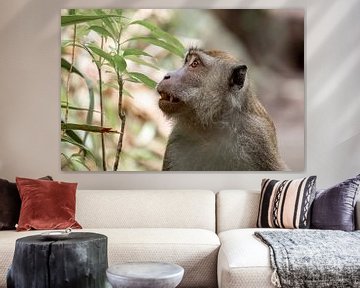 Makaak in het Wild op Borneo met mooie zachte kleuren