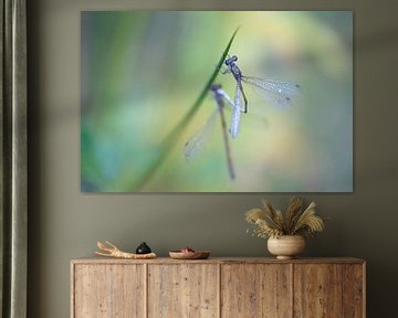 Tengere armored damselflies mating by Moetwil en van Dijk - Fotografie