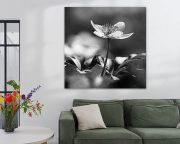 Delicate bosanemoon monochroom van Imladris Images