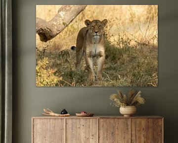 Lion dans le Serengeti Tanzanie sur Sjaak Kooijman