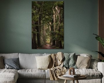 Allée enchantée d'arbres sur Moetwil en van Dijk - Fotografie