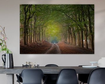 Avenue d'arbres aux couleurs de l'automne naissant sur Moetwil en van Dijk - Fotografie