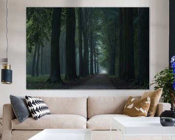 Enchanted forest avenue by Moetwil en van Dijk - Fotografie