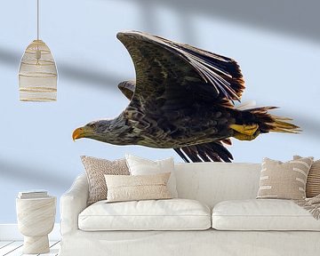 Seeadler im Flug