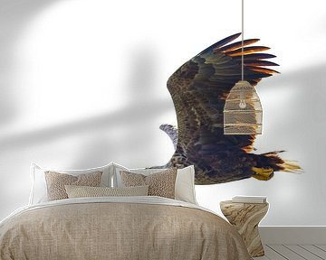 Seeadler im Flug