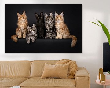 Maine Coon kittens on a black background by Nynke van Holten