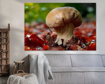 Plooivoetstuifzwam paddenstoel van Peter Bartelings