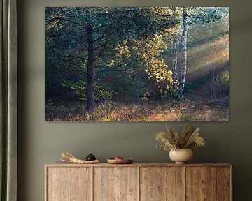 Sonnenstrahlen im Wald auf den Planken Wambuis von Sander Grefte