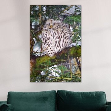 Chouette de Tengmalm (Strix uralensis)