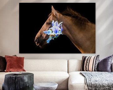 Photographie par projection Iris à cheval sur Ilse Wanner