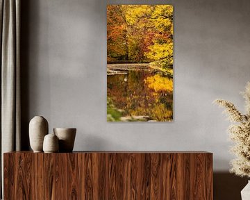 Reflet d'une forêt d'automne sur FotoSynthese