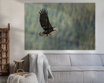 Bald eagle in flight at Canada by Menno Schaefer