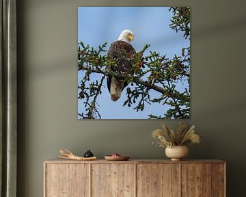 Bald eagle sur Menno Schaefer