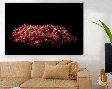 Pivoine 02 sur fond noir sur FotoDennis.com | Werk op de Muur