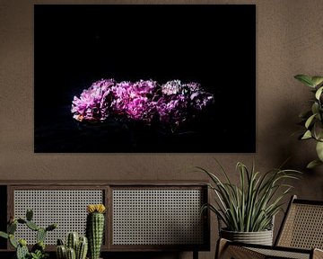 Pivoine 03 sur fond noir sur FotoDennis.com | Werk op de Muur