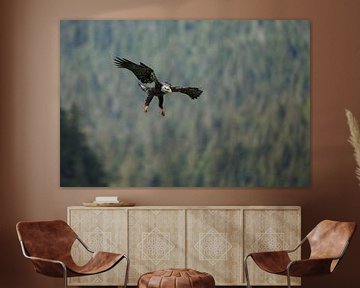 Bald eagle by Menno Schaefer