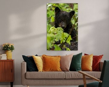 Black bear cub