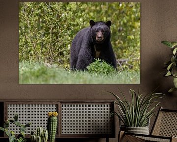 Big black bear by Menno Schaefer