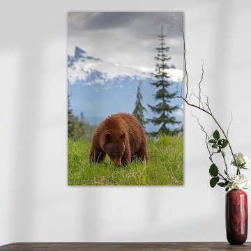 Bruine zwarte beer van Menno Schaefer