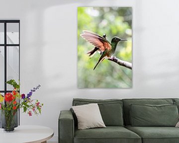 Kolibrie met vleugels gespreid in Colombia van Romy Oomen