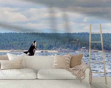 Jumping Orca by Menno Schaefer