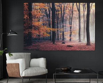 Herbstlicht im Speulder Wald von Rob Visser