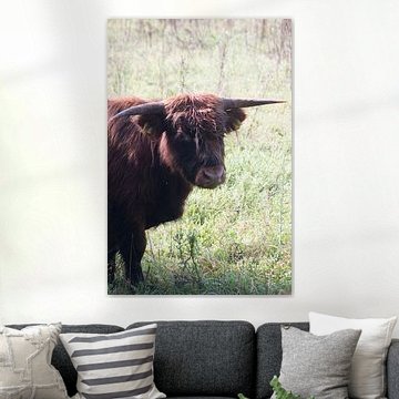 Schottischer Highlander