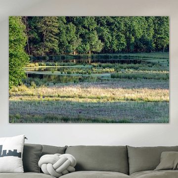 Un lac dans la forêt