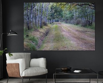 Forest path with birch and oak trees (Betula pendula and Quercus robur). by whmpictures .com