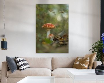 Paddenstoel, vliegenzwam (Amanita muscaria) van Moetwil en van Dijk - Fotografie