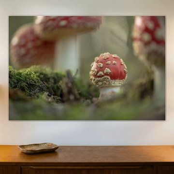 Herbstmärchen: Junger Fliegenpilz