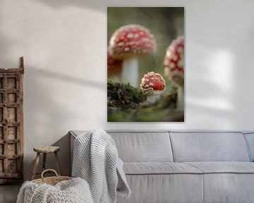 Young fly agaric by Moetwil en van Dijk - Fotografie