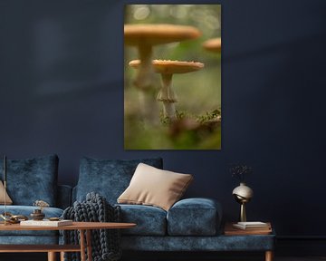 Sprookjespaddenstoel: de vliegenzwam van Moetwil en van Dijk - Fotografie