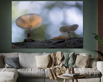 Champignon de porcelaine (Oudemansiella mucida) dans la lumière du matin