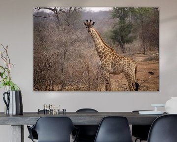 Dier: Giraffe - Zuid-Afrika Nationaal Kruger park van Judith Rosendaal