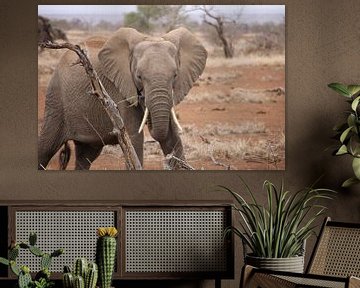 Jonge Olifant - Zuid-Afrika