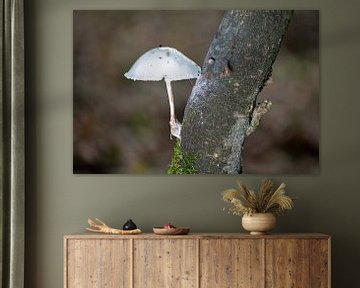 White parasol mushroom by Hans-Jürgen Janda
