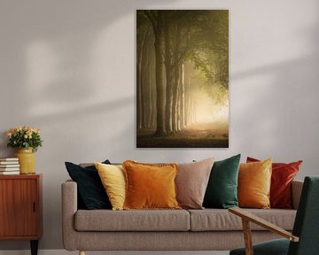 Row of trees in beautiful light by KB Design & Photography (Karen Brouwer)