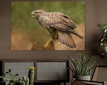 Buizerd in de bossen