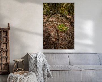 Vieil arbre de caractère avec racines sur Moetwil en van Dijk - Fotografie