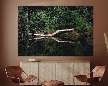 Boom met reflectie in meer. Bos Emmerdennen, Emmen | Natuurfotografie van Denise Tiggelman