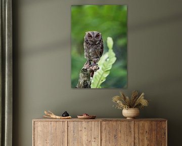 Little owl in the forest by Perry Wiertz