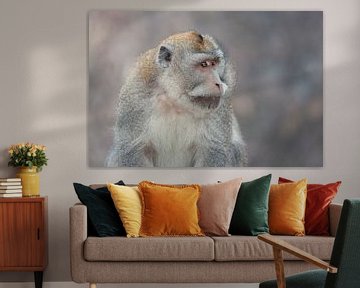 Le singe macaque est impressionné par sa vue. sur Perry Wiertz