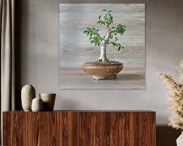 Berkenvijg, Ficus Benjamina als bonsai