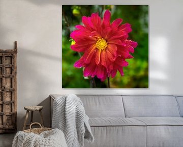 Macro van een Dahlia bloem van ManfredFotos
