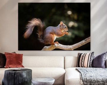 Squirrel in dark forest by Ellen Thomassen