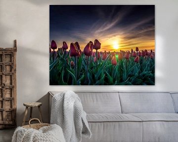 Lever de soleil dans un champ de tulipes d'Alkmaar 1 sur Peter van der Waard