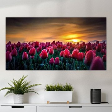 Sonnenaufgang auf einem Tulpenfeld in Alkmaar 2