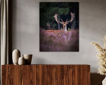 Fallow deer by Markus Schulz