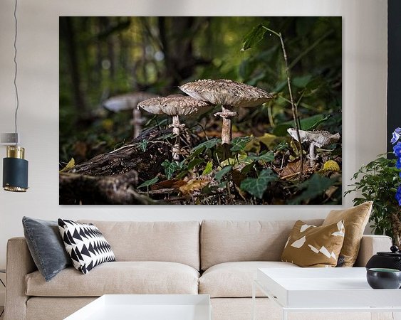 Aperçu de la chambre